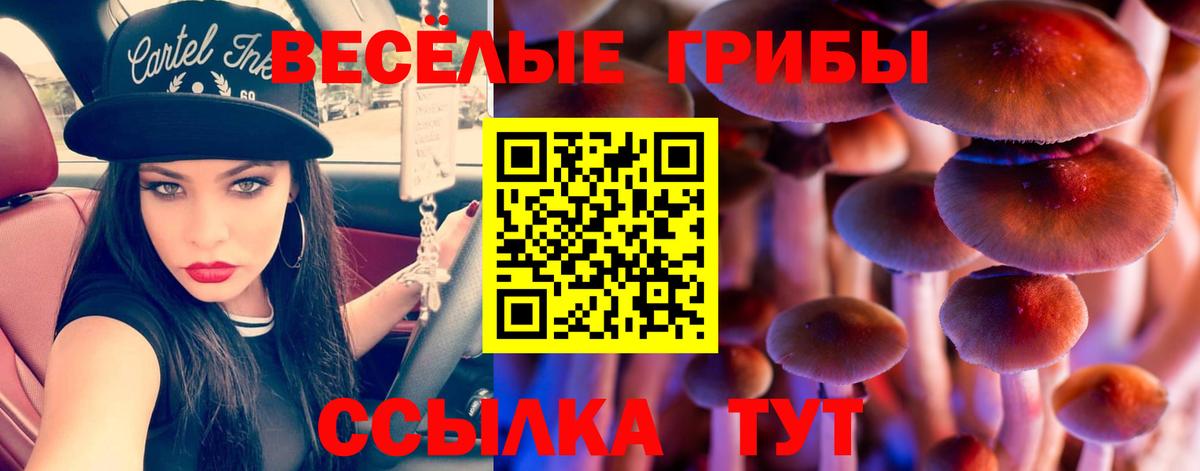 наркота  Вход с VPN  Галлюциногенные грибы мухоморы  Краснознаменск  Галлюциногенные грибы Psilocybine cubensis 